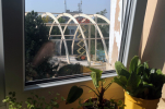 Hala_52