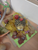 Jecienne_cudaki_1b_05