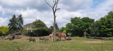 ZOO_Wroclaw_71